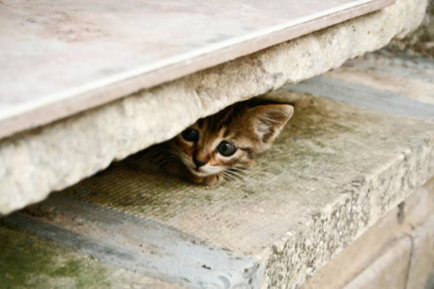 gatto spaventato