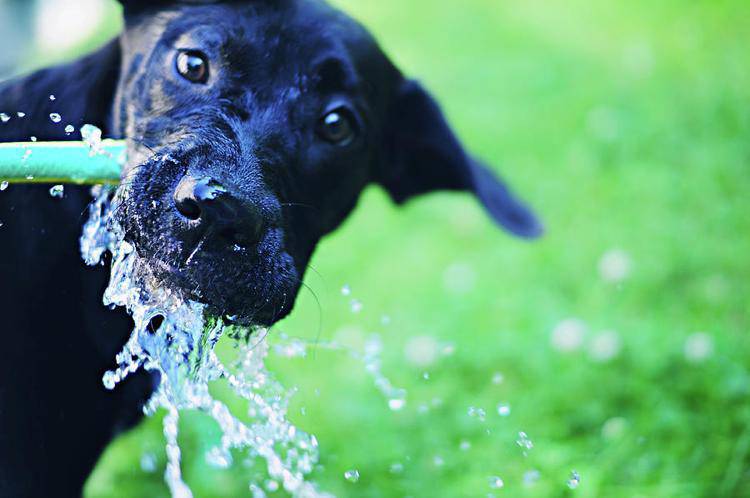 quando il cane beve troppo