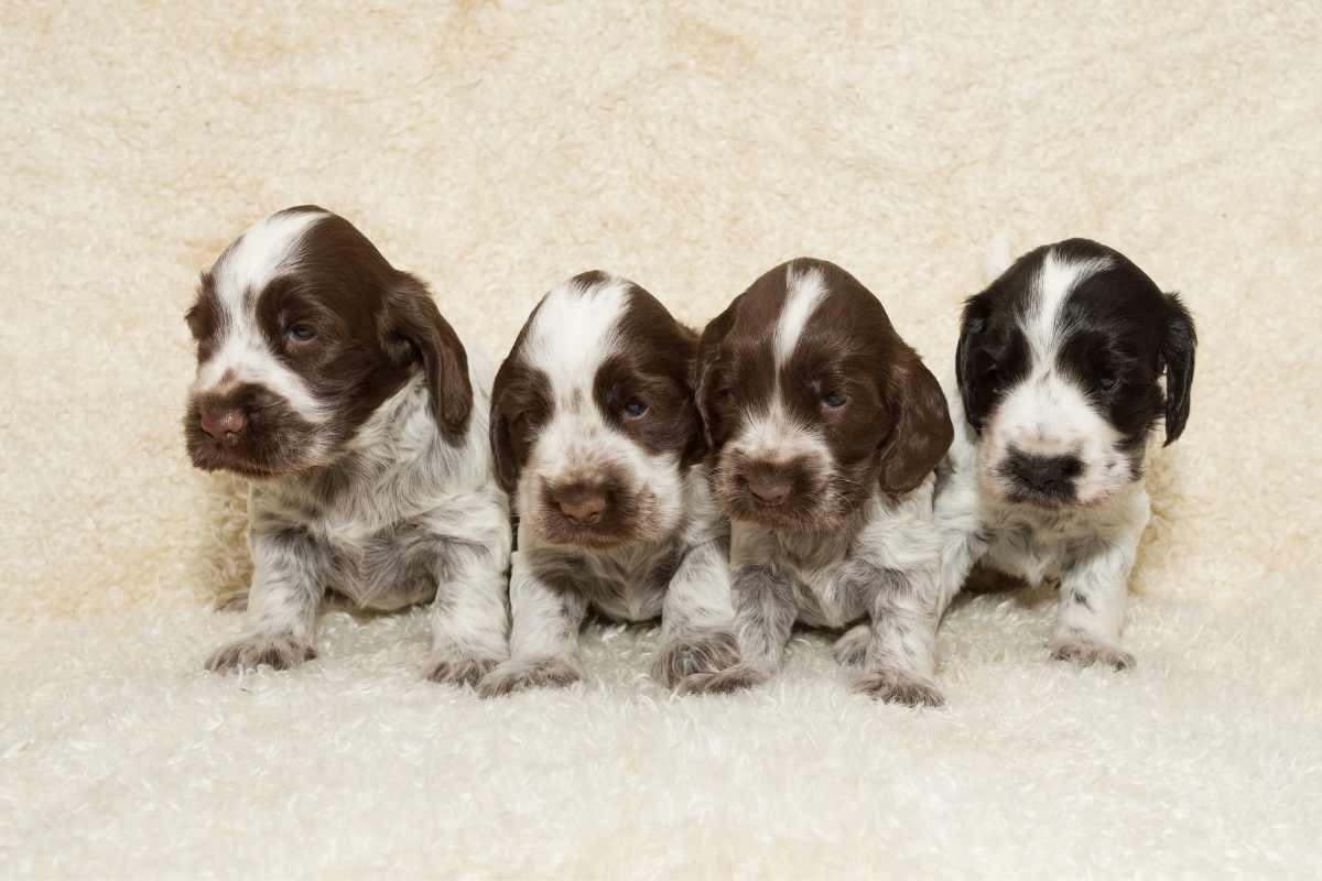 cuccioli di cane