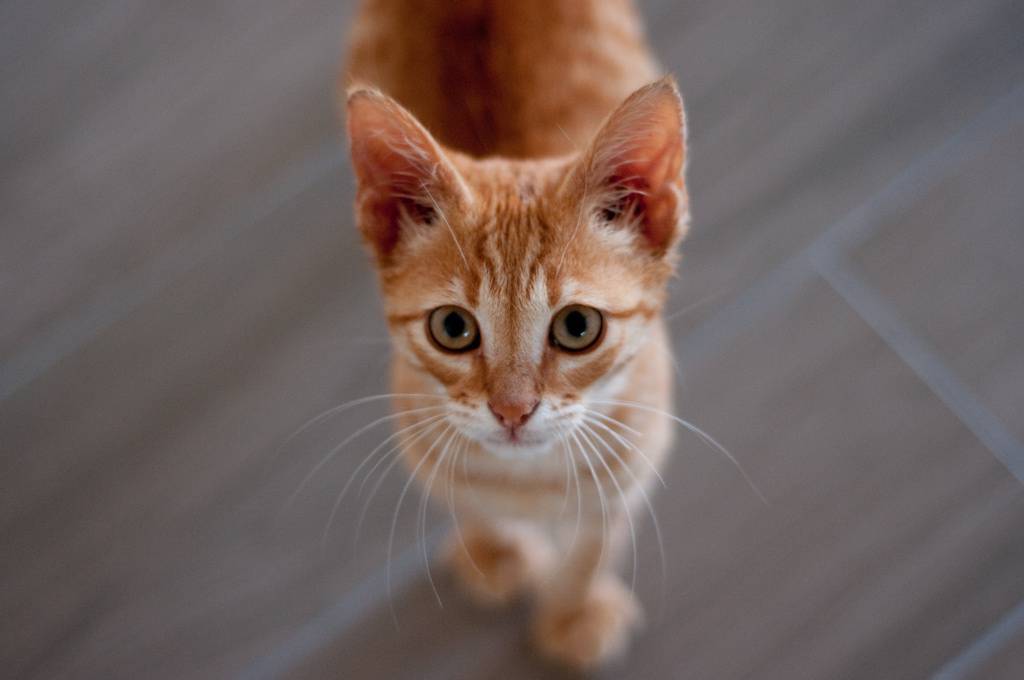 gatto rosso