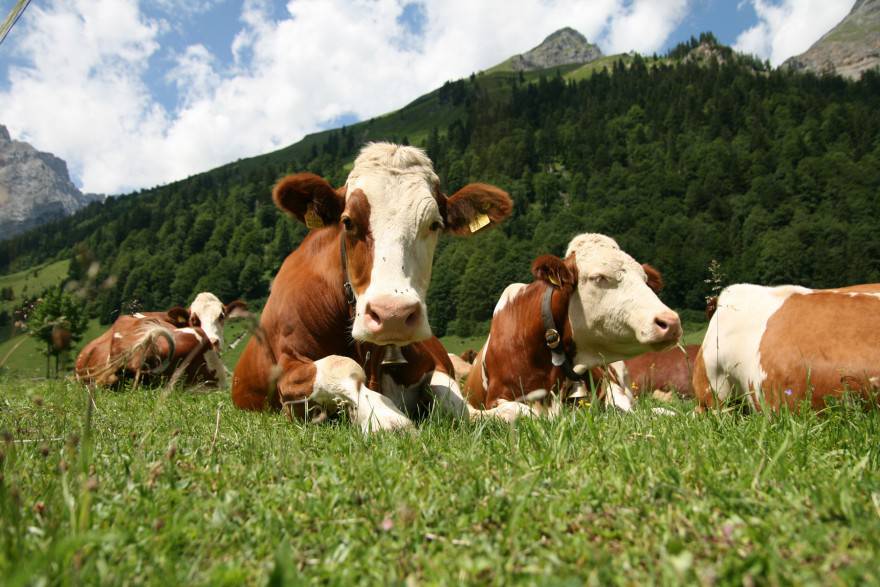animale guida mucca
