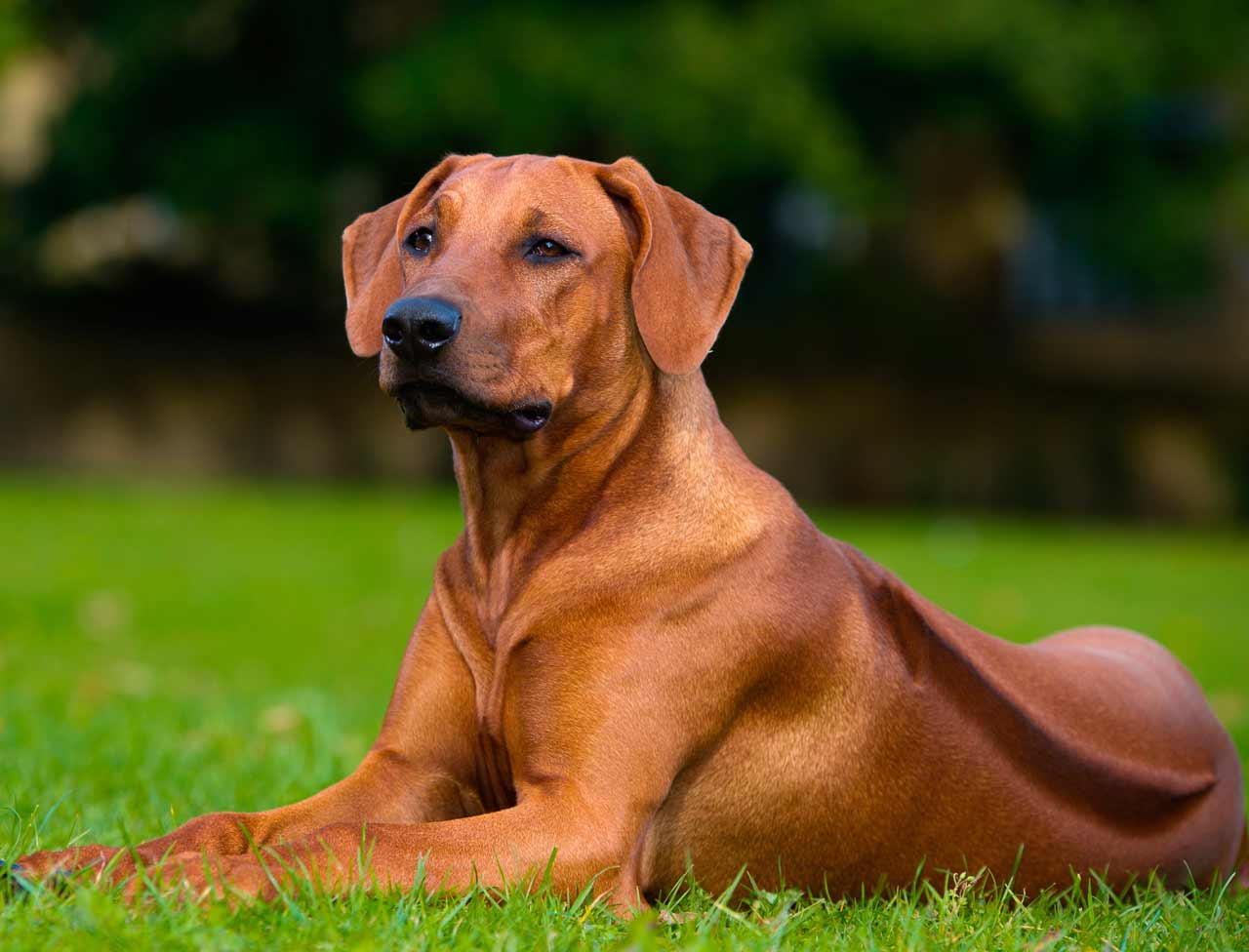 cani razze strani