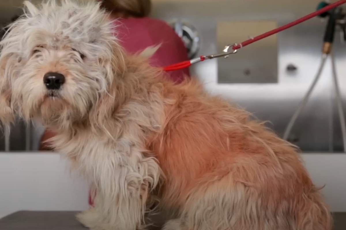 cane prima della tosatura