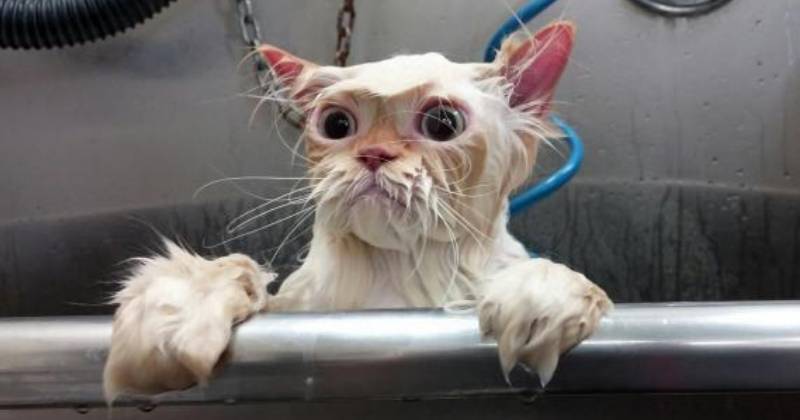 gatto bagnato