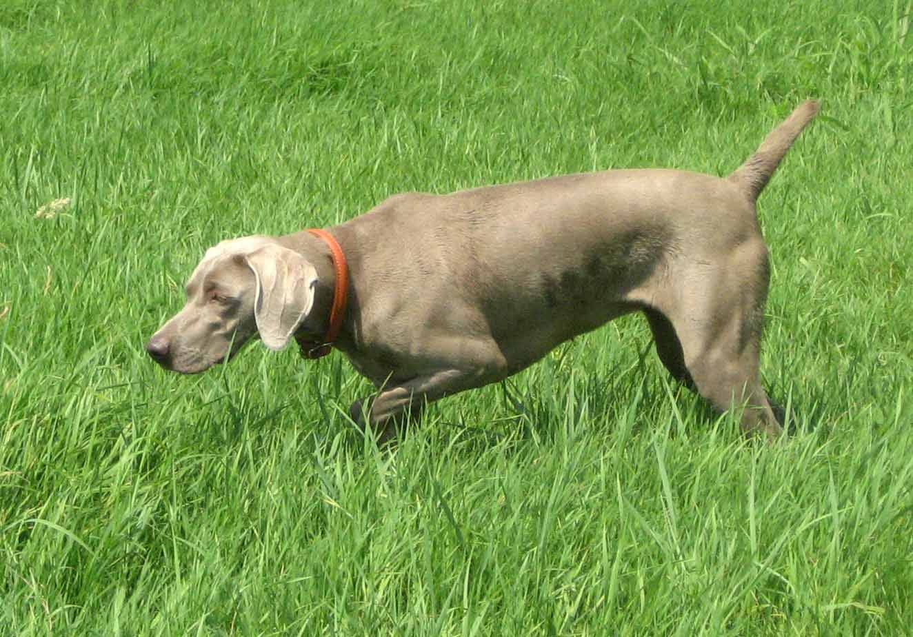 CANE CACCIA