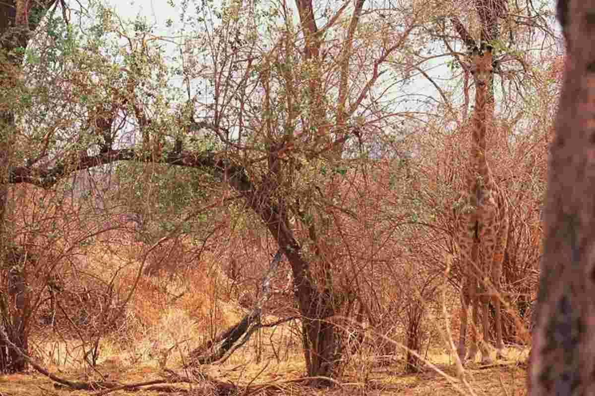 alberi e giraffa
