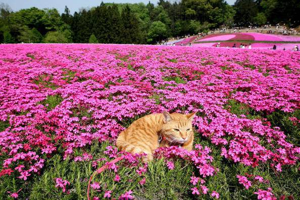 gatto fiori primavera
