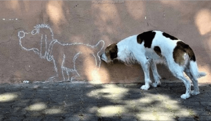 odorato cani