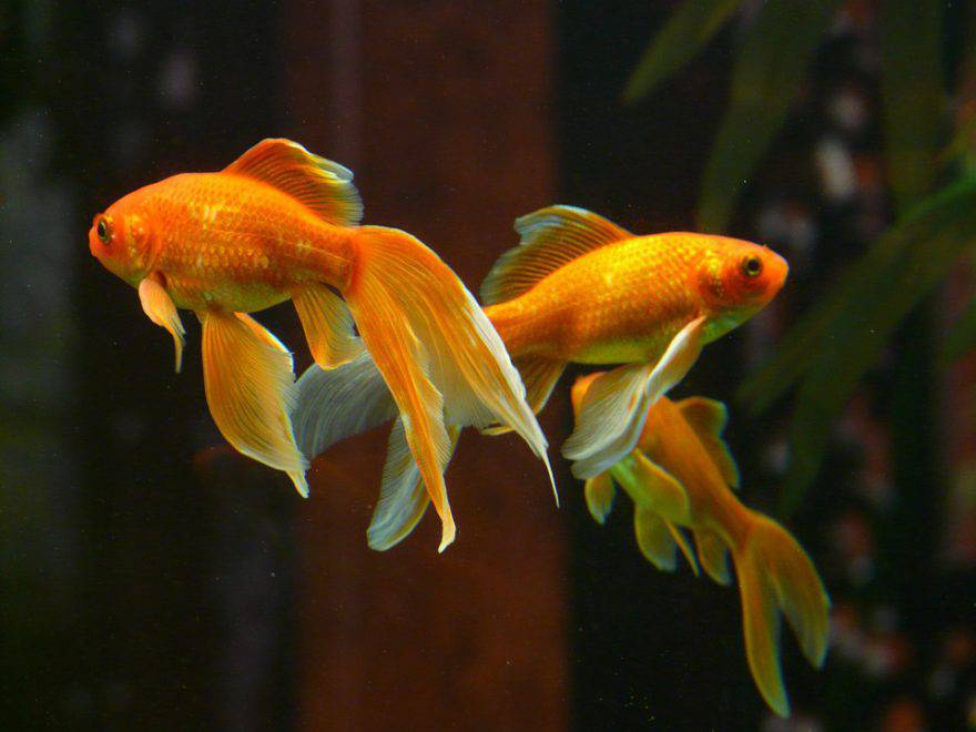 pesce rosso