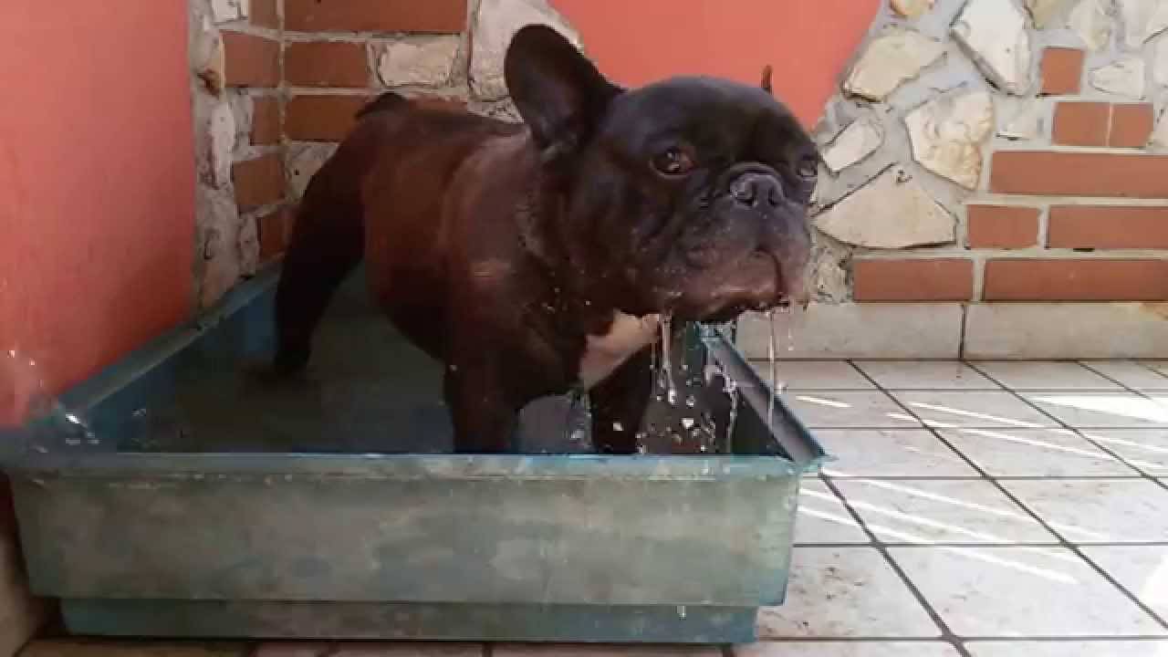 cani che bevono acqua