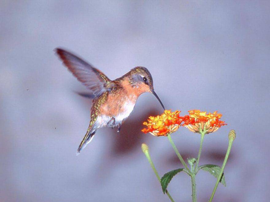 colibrì