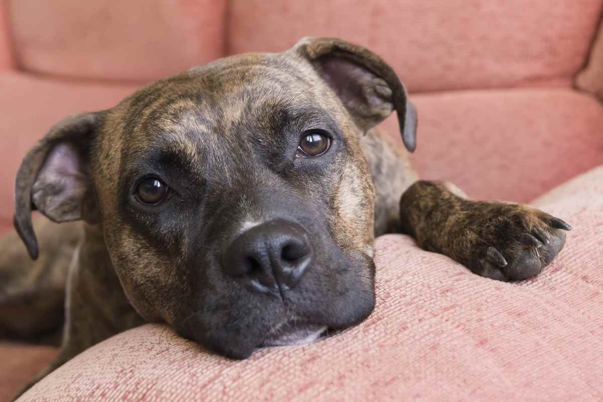 pitbull