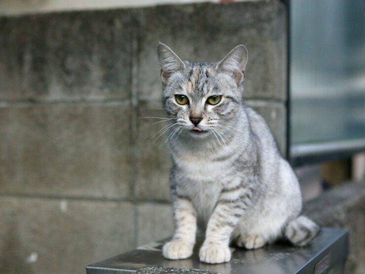 malattie comuni australian mist