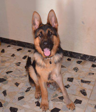 un cane duttile e forte
