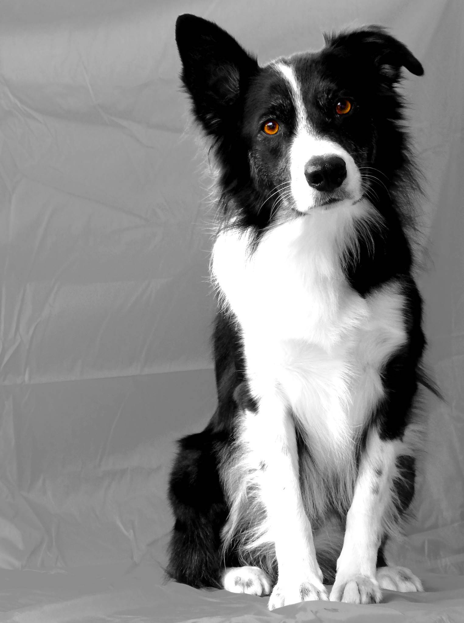 cani intelligenti