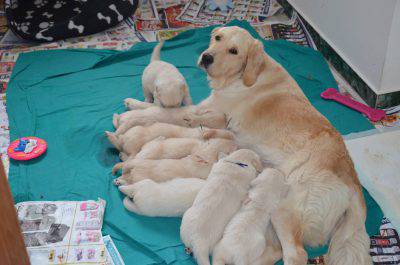 allattamento cagna