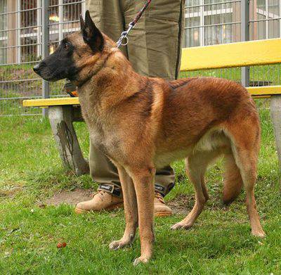 cani obbedienti