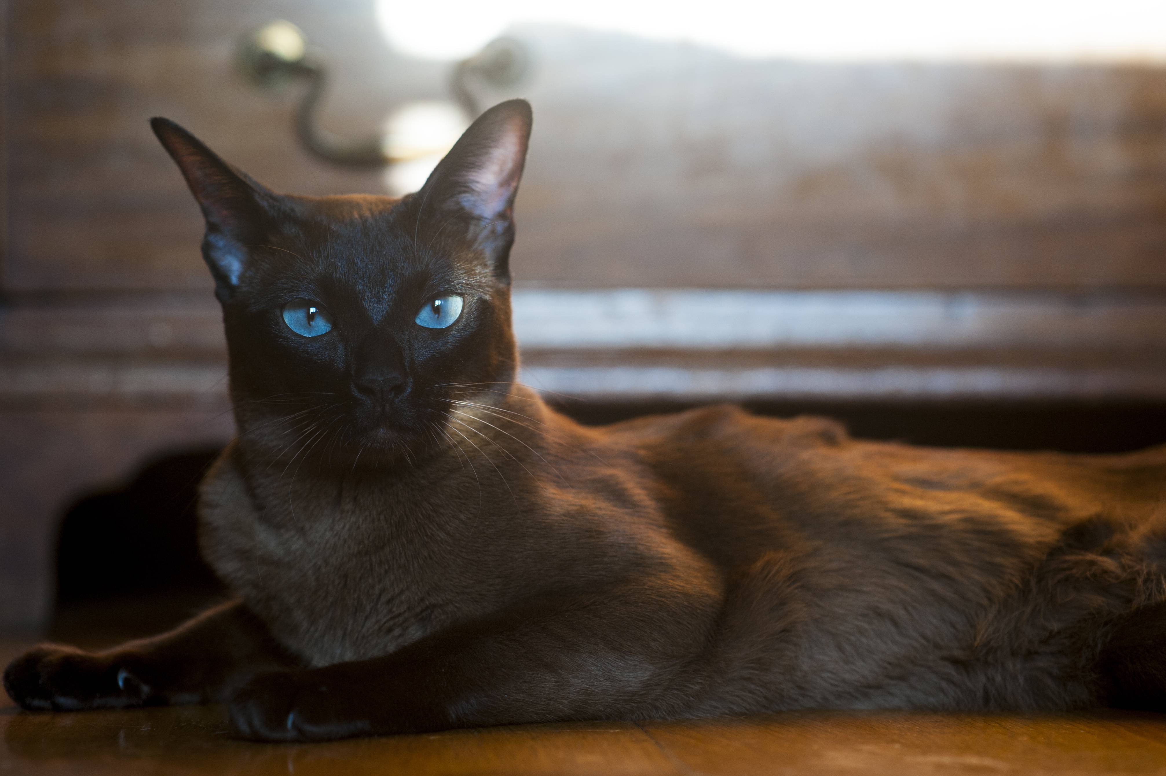 gatto burmese