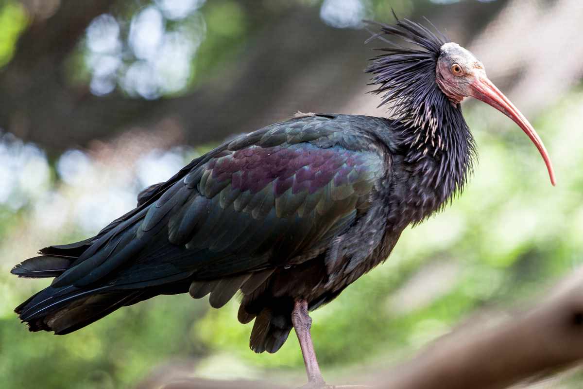 ibis eremita