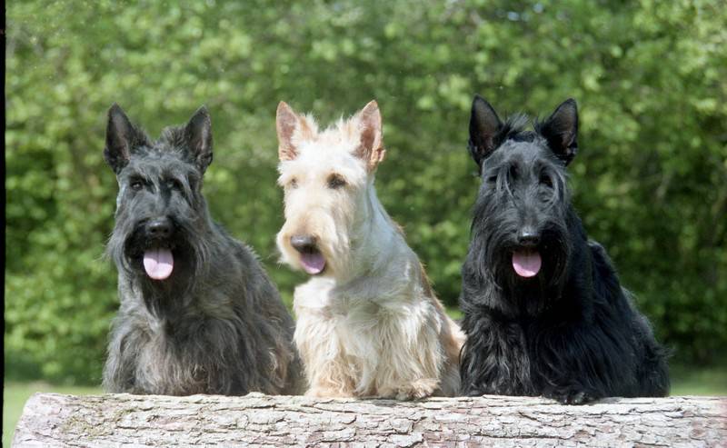 terrier scottish