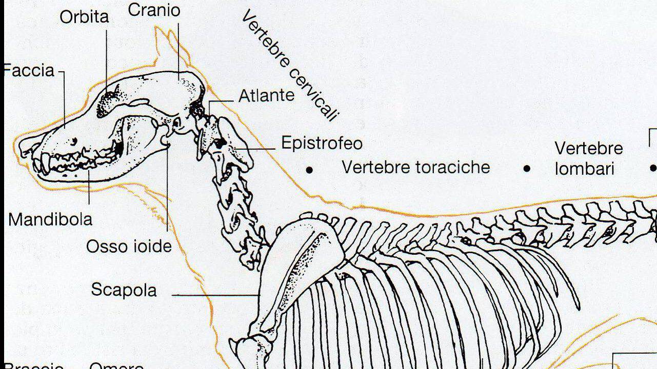 apparato scheletrico cane