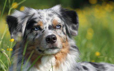 cani intelligenti