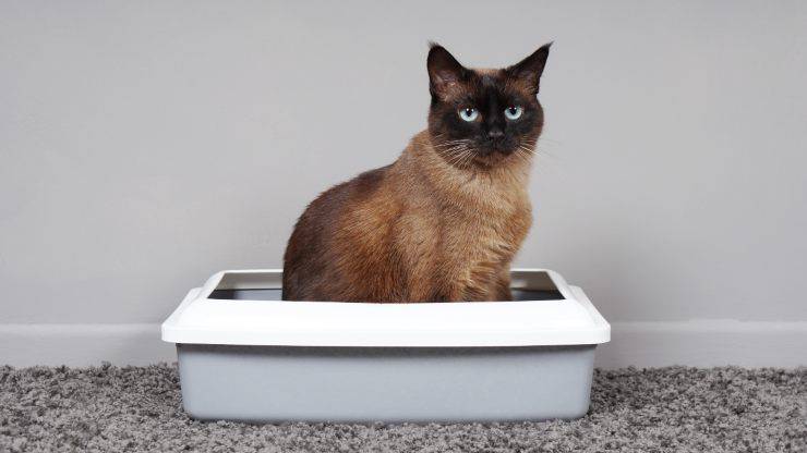 Insegnare gatto usare lettiera