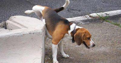 urina cane