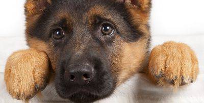 razze cani obbedienti