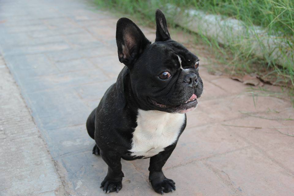 cani razze strane