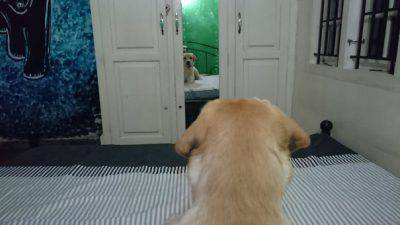 cani allo specchio