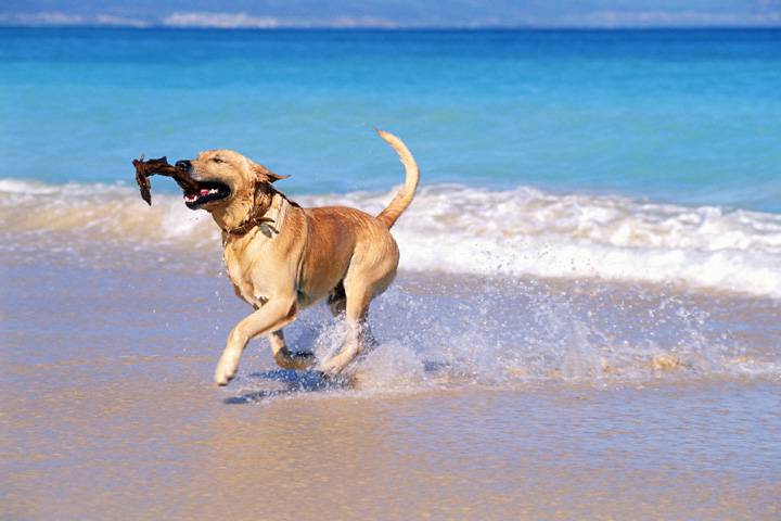 cane in mare