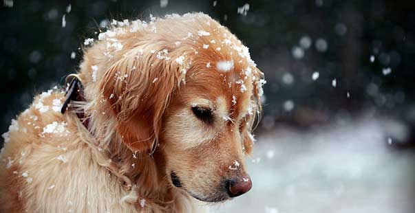 proteggere cane dal freddo