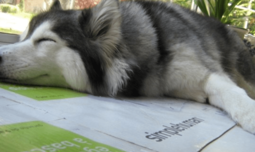 razze cani padroni