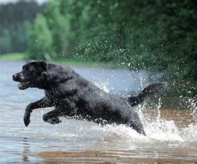 labrador