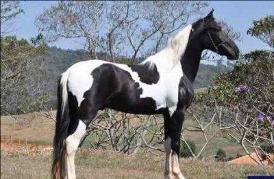 Il Mangalarga Marchador