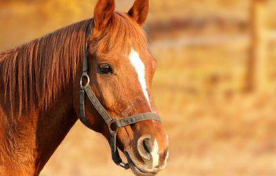 la scabbia nel cavallo