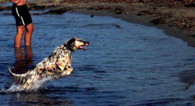 setter inglese