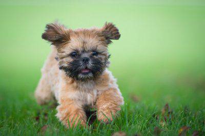 lo shih tzu