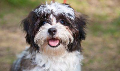 lo shih tzu