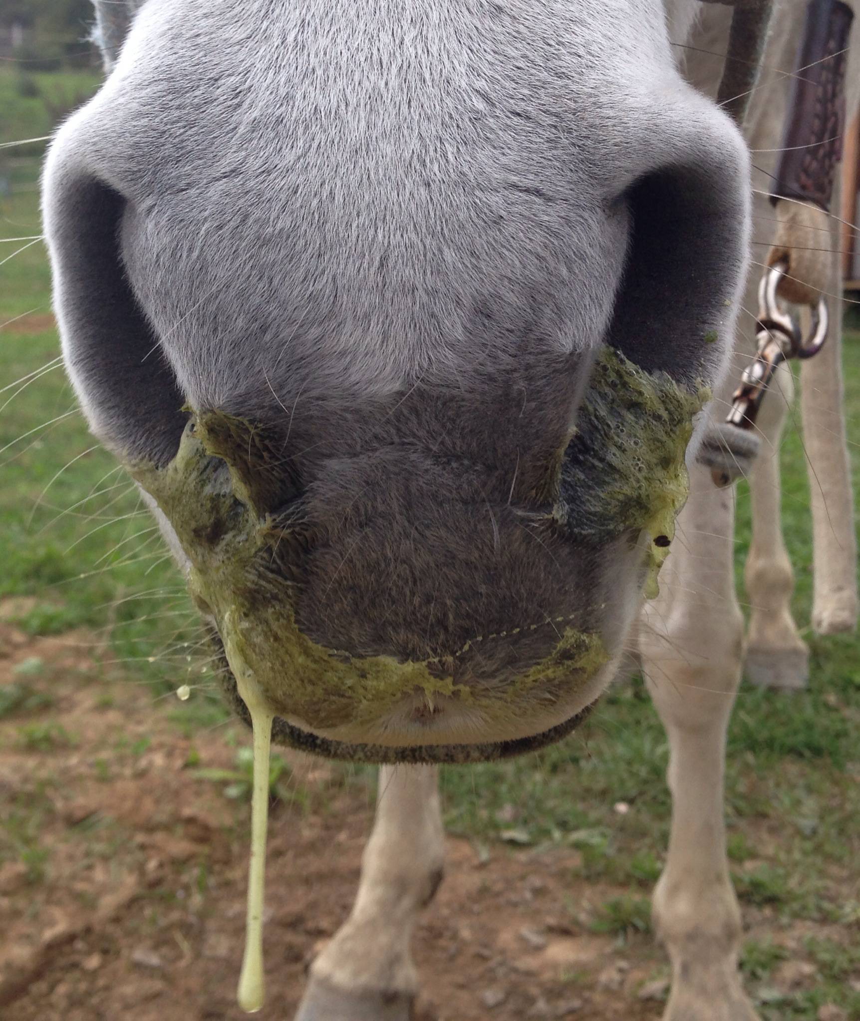 polmonite cavallo