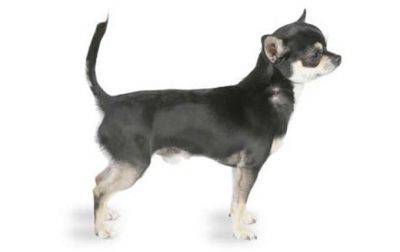 pelo dei cani