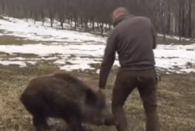 cinghiale affettuoso