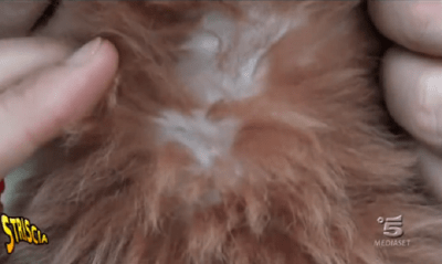 maltrattamento di animali