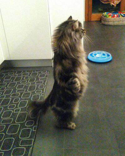 gatto offeso