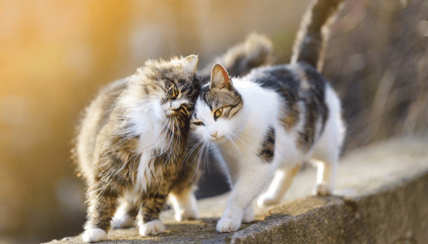 comportamento sessuale del gatto