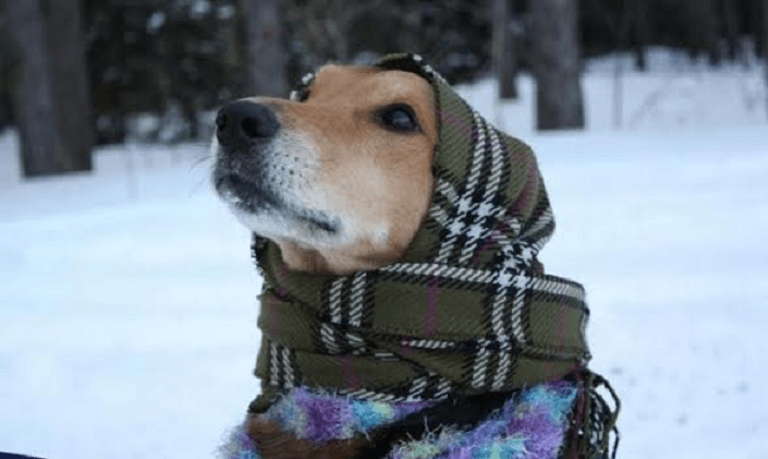 animali freddo