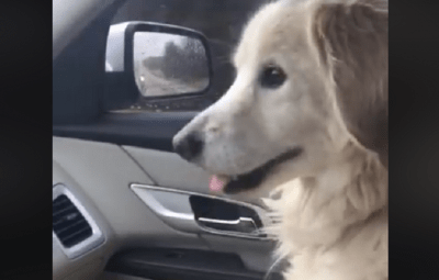 gratitudine cane
