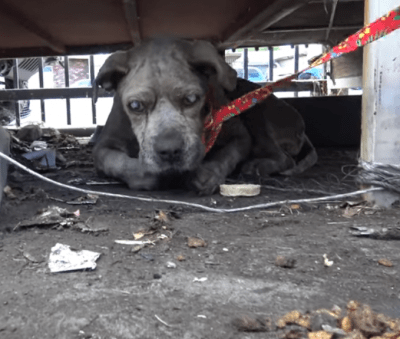 cane anziano abbandonato