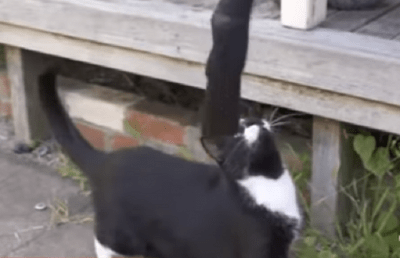 gatto ladro